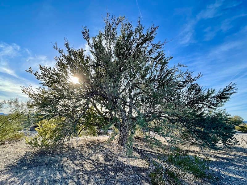 Great Tree of Arizona - Image 2