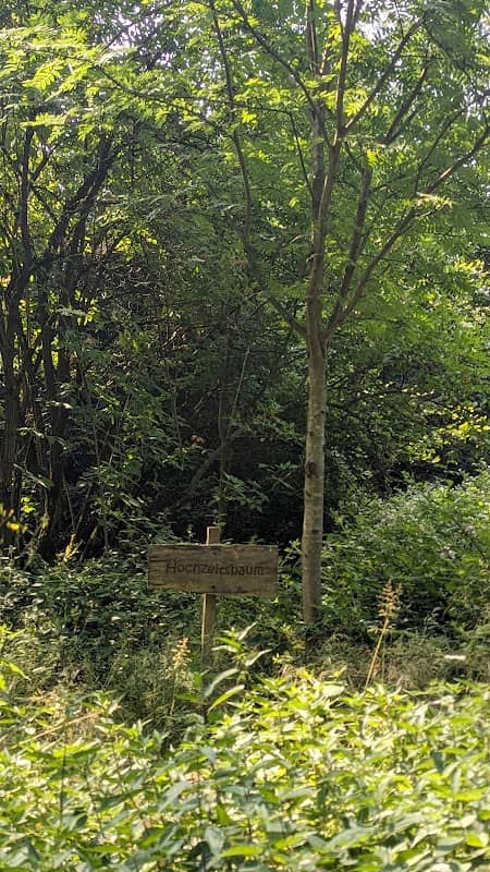 Lothars Bank und der Hochzeitsbaum - Image 1