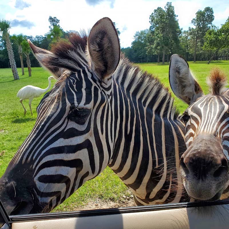 Eudora Wildlife Safari Park - Image 1