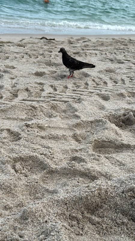 Sunny Isles Beach - Image 2
