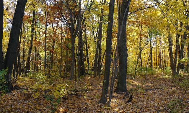 Cudahy Nature Preserve - Image 1