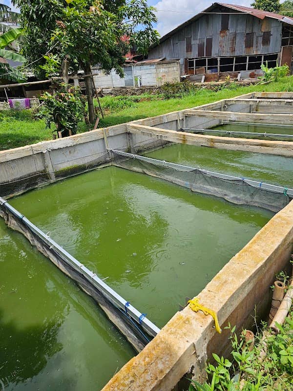 RMS Farm (Kebun&Ternak) - Image 2