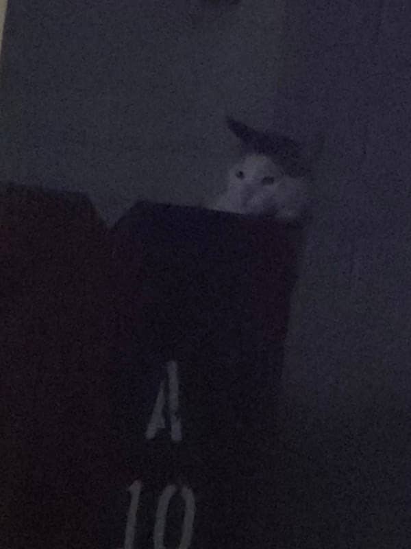 Vincent Cat - Image 2
