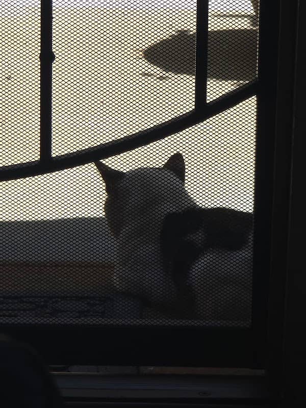 Vincent Cat - Image 1