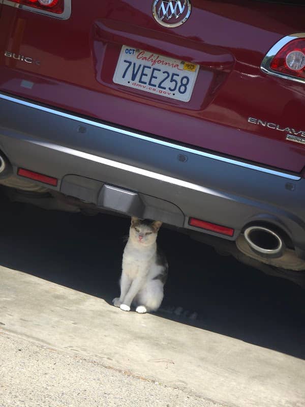 Vincent Cat - Image 3