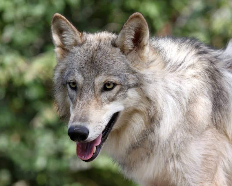 Saint Francis Wolf Sanctuary - Image 1
