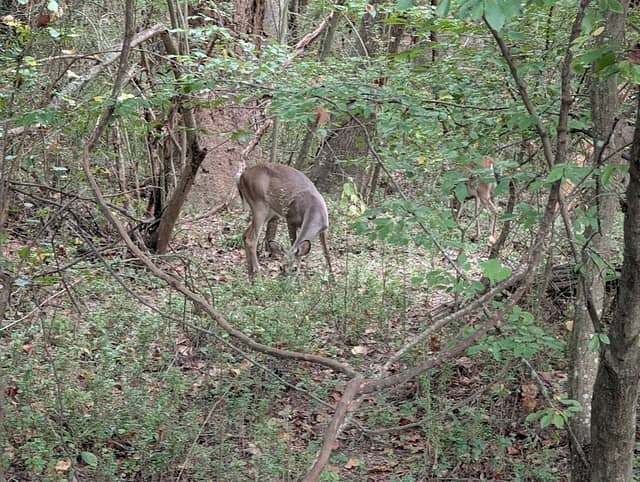 Suwanee Creek Greenway - Image 3
