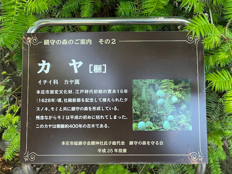 金鑚神社カヤ - Image 1