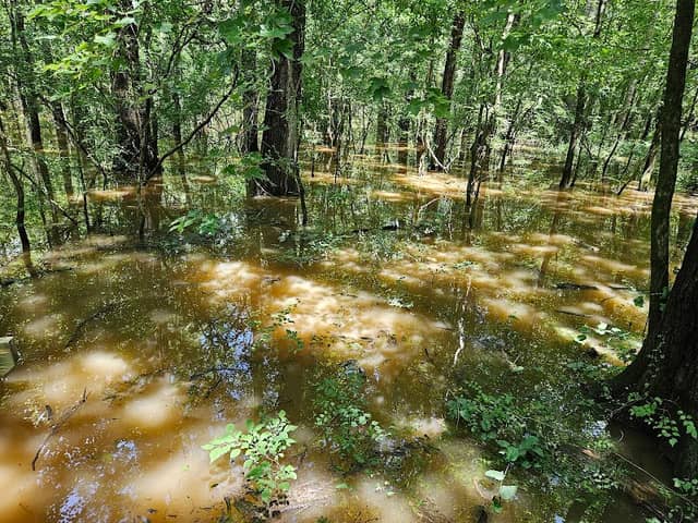 Cache River - Image 1