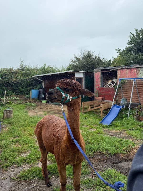 Alpaca Dreams Heol Ton - Image 1
