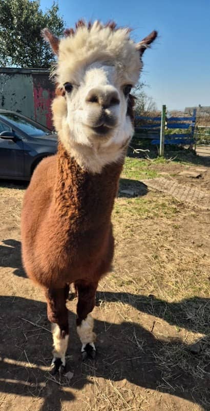 Alpaca Dreams Heol Ton - Image 2