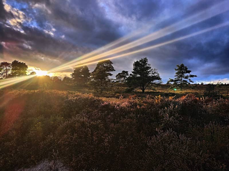 Canford Heath Nature Reserve - Image 2