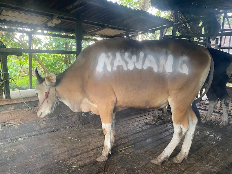 Kang USE Farm - Image 1