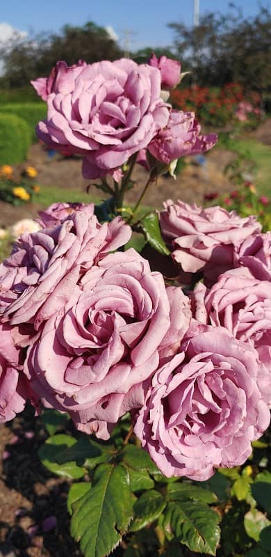 Bay Rose Garden - Image 1
