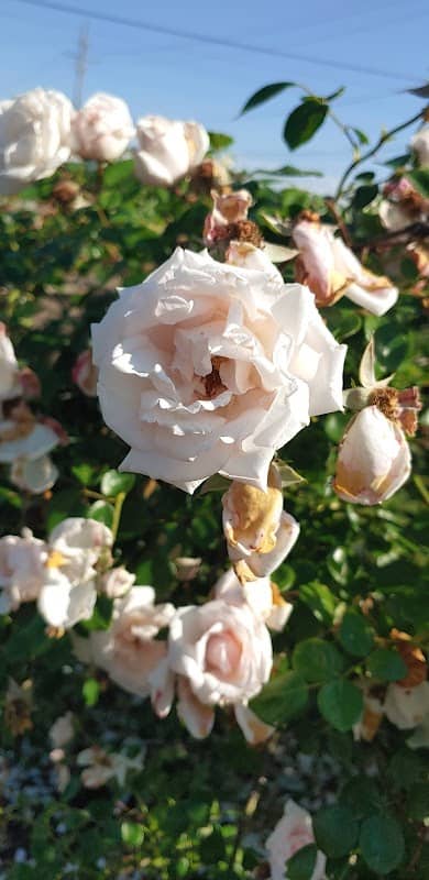 Bay Rose Garden - Image 2