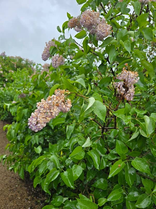 Lilac Labyrinth - Image 1