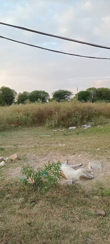 Salasar bistar ghinohi - Image 2