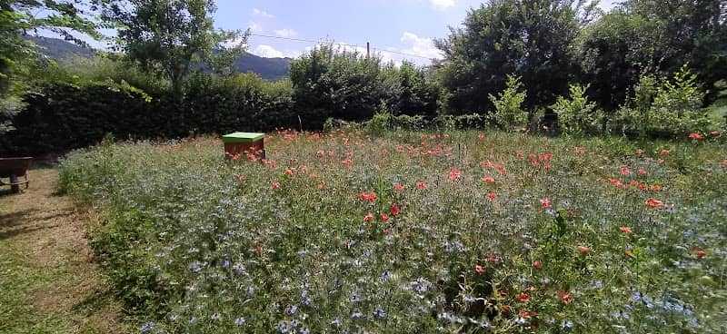 Wildlife Gardens Revolution - Biodiversity Garden - Image 1