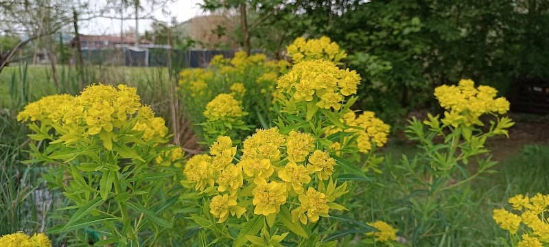 Wildlife Gardens Revolution - Biodiversity Garden - Image 2