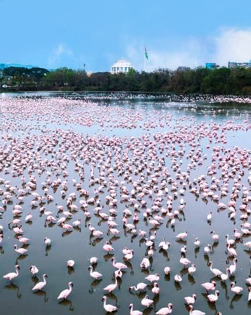 Flamingo point - Image 1