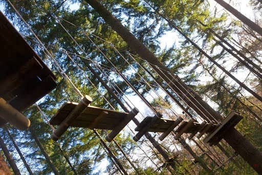 Treetop climbing Achterhoek - Image 1