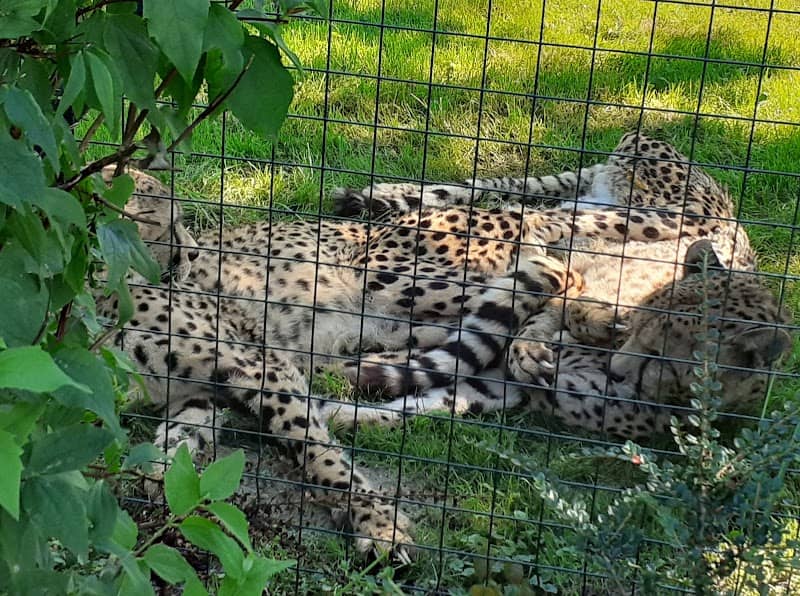 Aachener Zoo Euregiozoo - Image 2