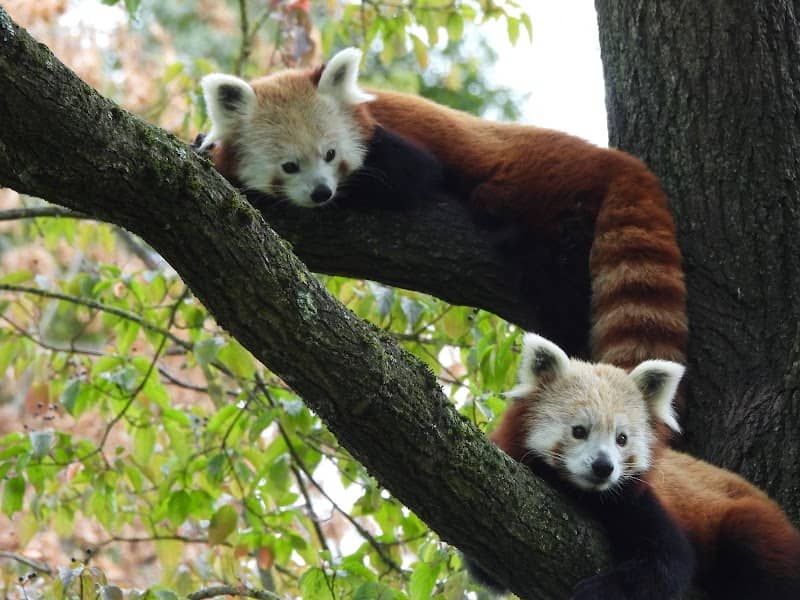 Aachener Zoo Euregiozoo - Image 1