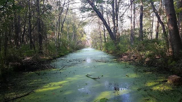 Bishop's Bog Preserve - Image 2