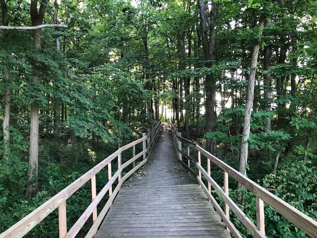 Garber Forest - Image 2