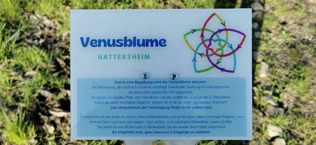 Venusblume - Image 3