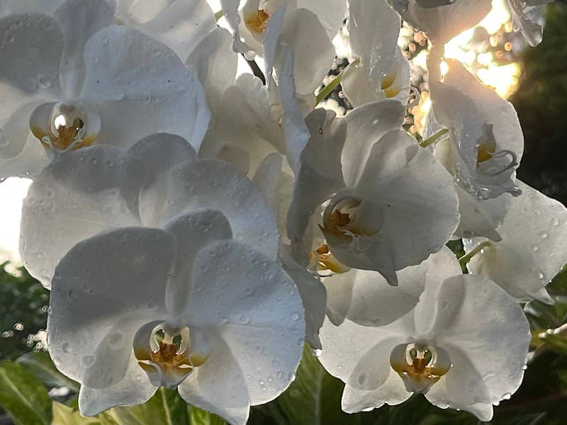 สวนกลางใจ นครศรีธรรมราช - Image 2