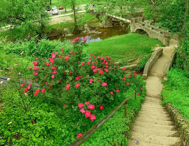 Ritter Park Rose Garden - Image 1