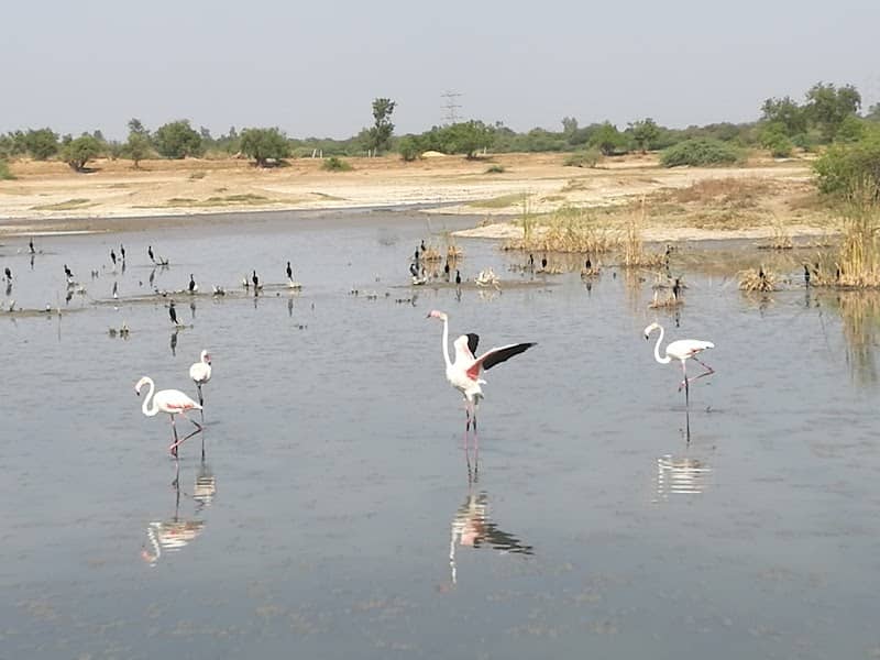 Pariyej Lake - Bird Watch Tower - Image 2