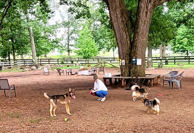 Vint Hill Dog Park - Image 2