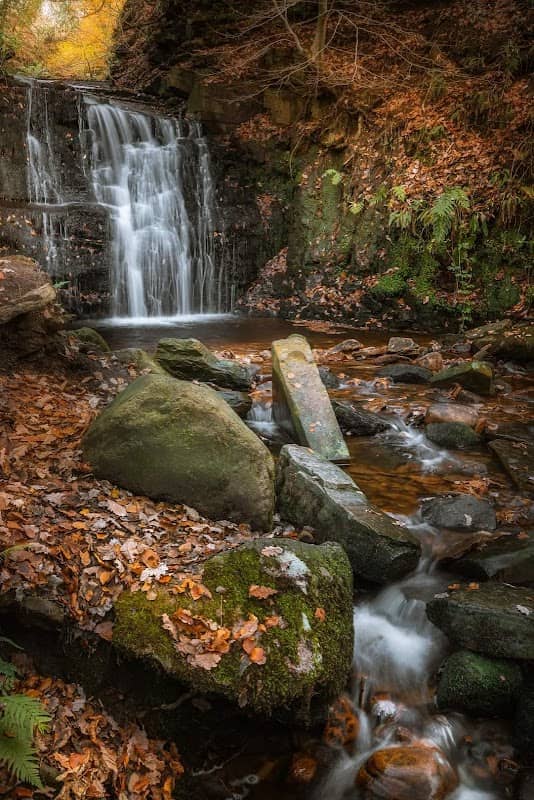 Tigers Clough - Image 2
