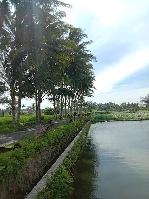 Kemloko Coconut - Image 1