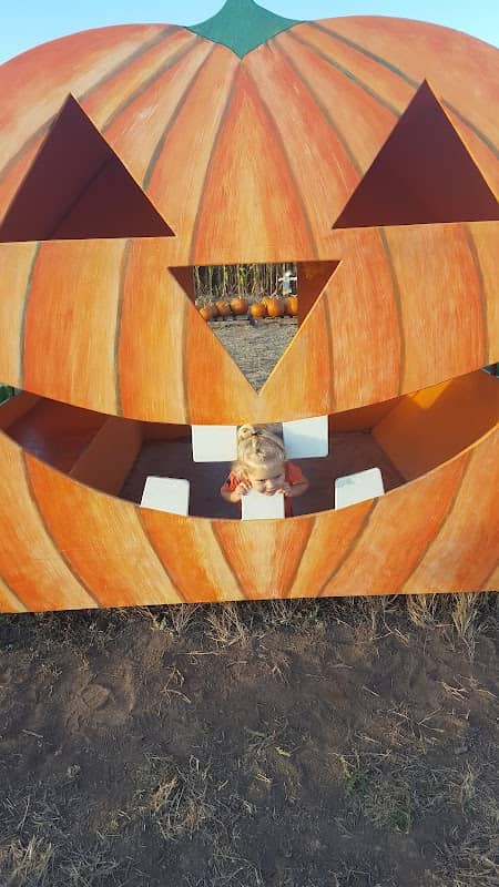 Circle S Corn Maze & Pumpkin Patch - Image 1