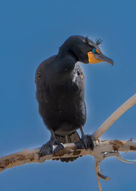 Bird perches - Image 2