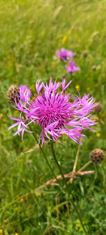 Castle Hill NNR - Image 1
