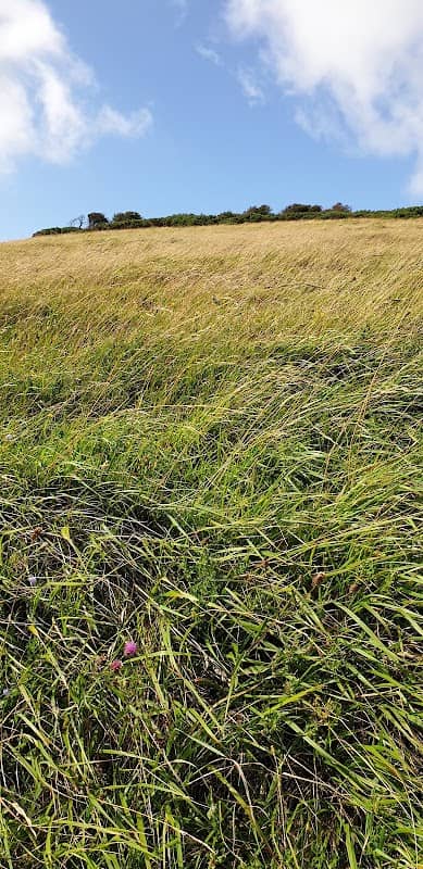 Castle Hill NNR - Image 2