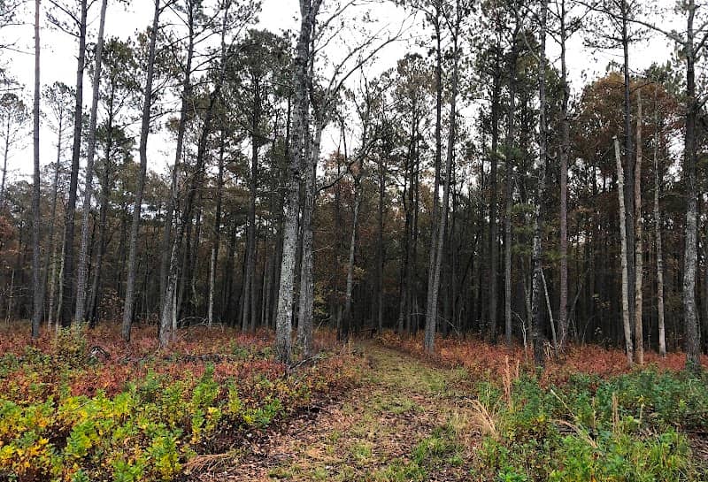 Piney Grove Preserve - Image 1