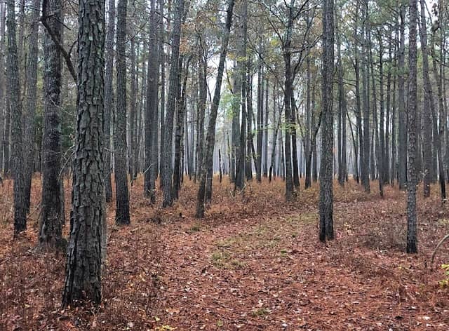 Piney Grove Preserve - Image 2
