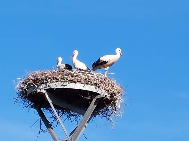 Storchennest - Image 1
