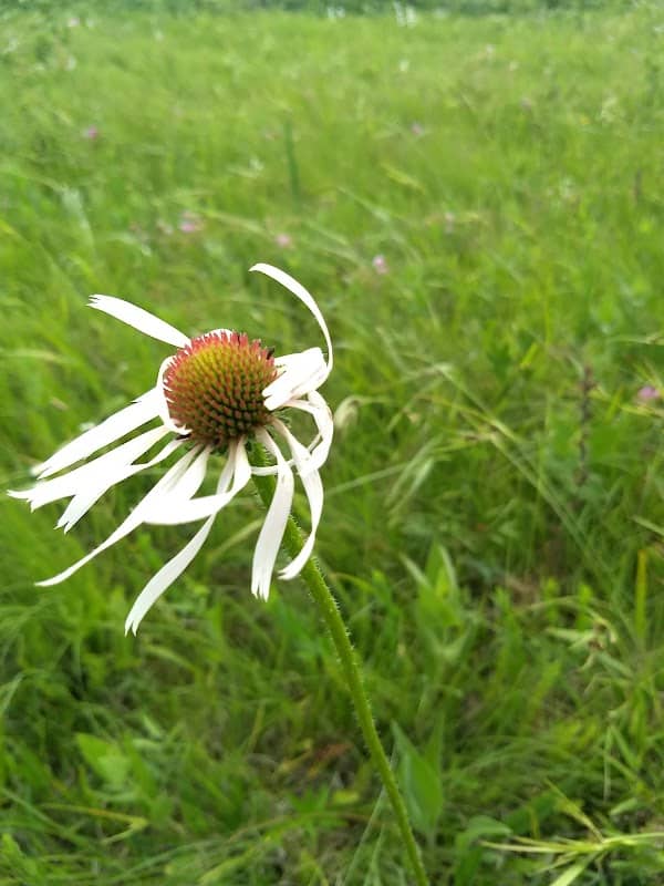 Denison Prairie - Image 2