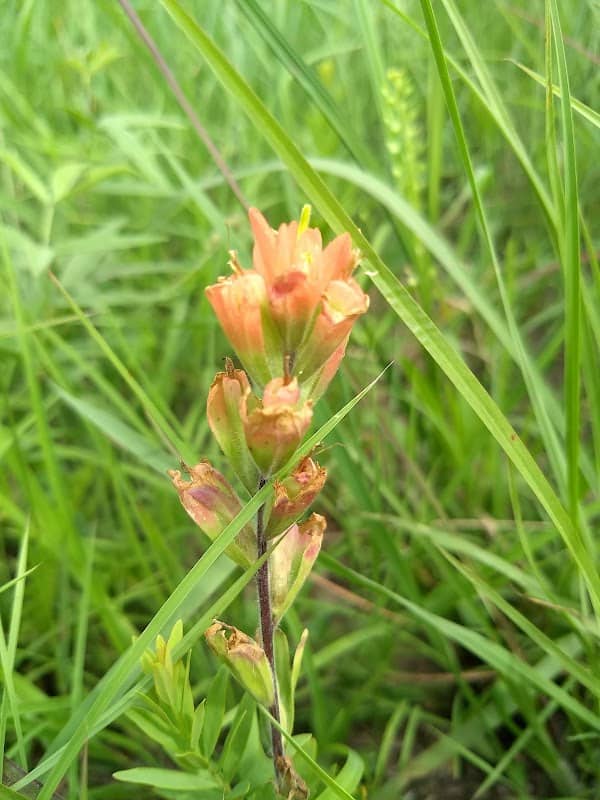 Denison Prairie - Image 1