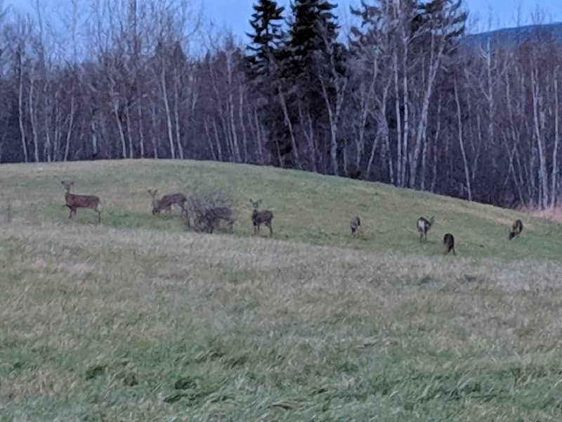 Sussex Bark Park - Image 1