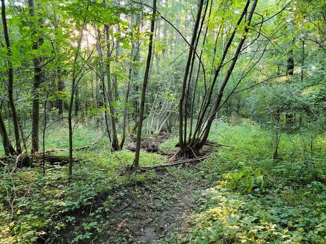 Kinnickinnic County Forest - Image 1