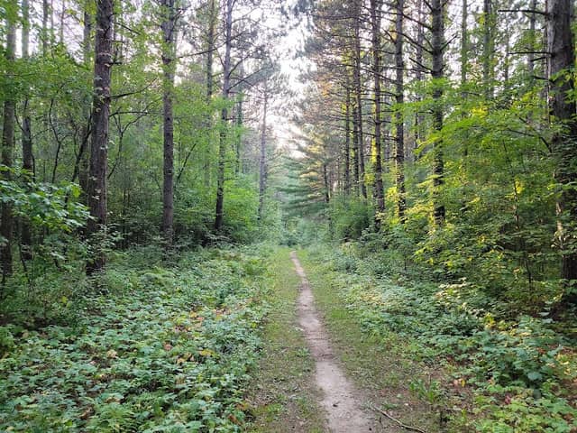 Kinnickinnic County Forest - Image 2