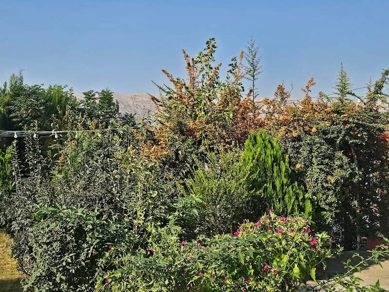 Lily garden - Image 1