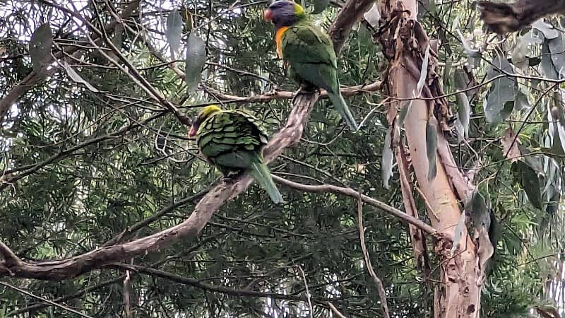 Beaconsfield Flora & Fauna Reserve - Image 2